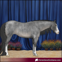 Horse Color:Blue Roan Sabino 