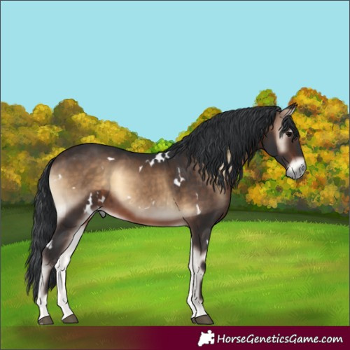 Horse Color:White Spotted Bay Onyx