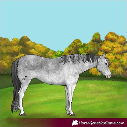 Horse Color:White Spotted Blue Roan 
