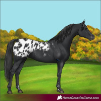 Horse Color:Black Appaloosa 