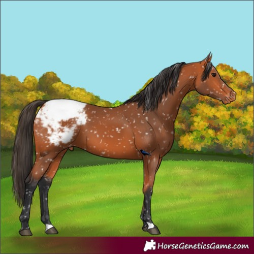 Horse Color:Bay Appaloosa