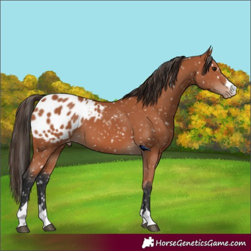 Horse Color:Bay Blanket 