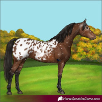 Horse Color:Gray Bay Appaloosa