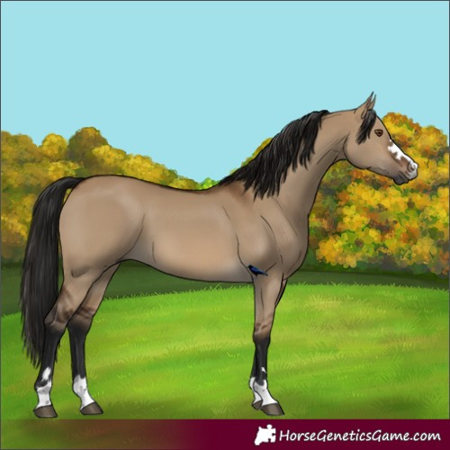 Horse Color:Gray Bay Dun