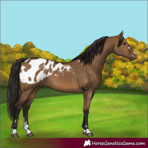 Horse Color:Gray Brown Dun Blanket 