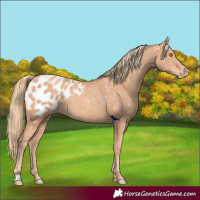Horse Color:Gold Champagne Appaloosa Rabicano 