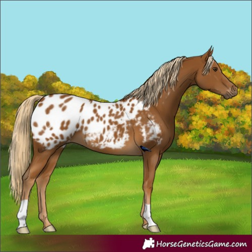 Horse Color:Gray Palomino Appaloosa