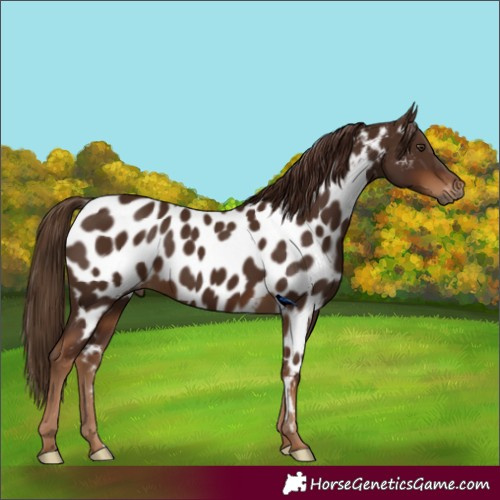 Horse Color:Gray Chestnut Appaloosa 