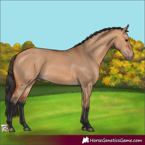 Horse Color:Bay Dun 