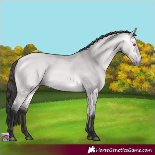Horse Color:Platinum Buckskin Dun 
