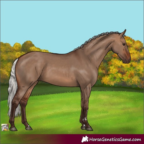 Horse Color:Silver Brown Dun 