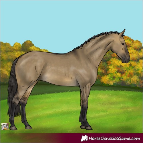 Horse Color:Buckskin Dun 