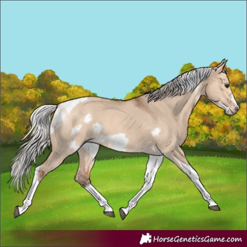 Horse Color:Silver Bay Dun Sabino Tobiano Frame Rabicano 