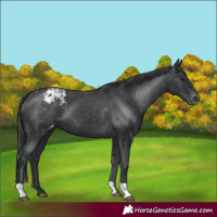 Horse Color:Black Appaloosa