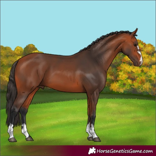 Horse Color:Bay 