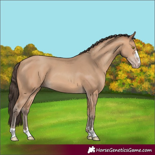 Horse Color:Amber Champagne