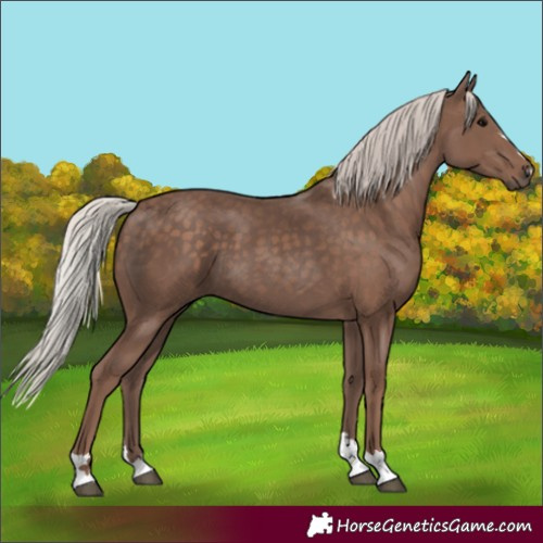 Horse Color:Unknown 