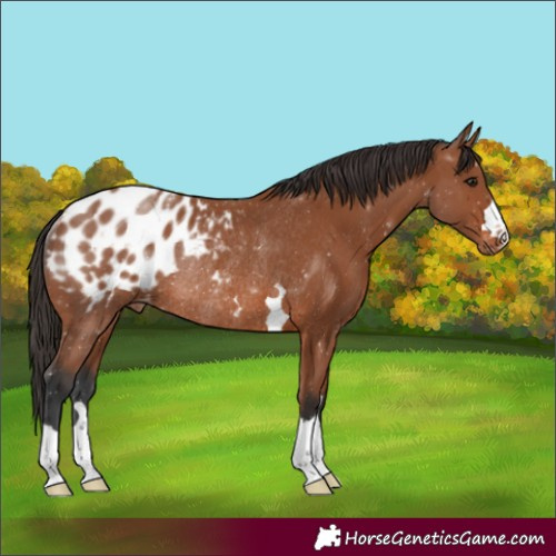 Horse Color:Bay Appaloosa Rabicano