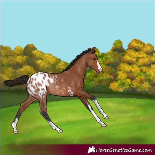 Horse Color:Bay Appaloosa Rabicano 