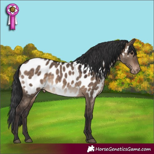 Horse Color:White Spotted Brown Dun Appaloosa 