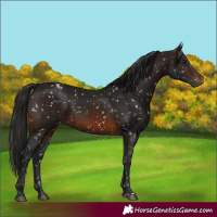 Horse Color:Gray Brown Appaloosa 