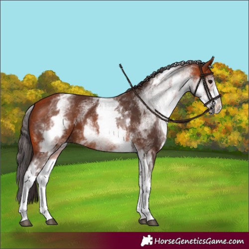 Horse Color:White Spotted Bay