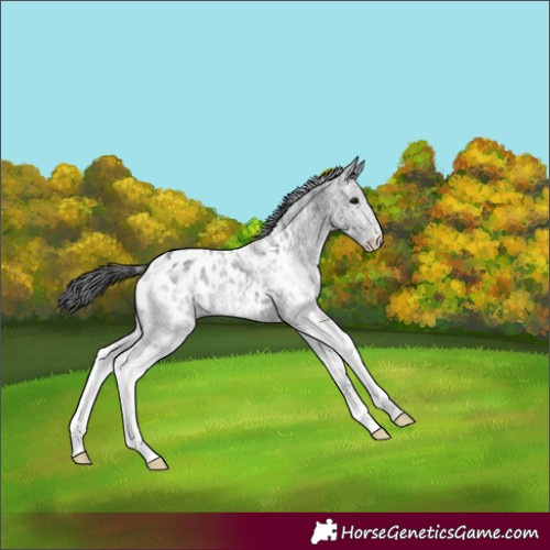 Horse Color:White Spotted Black Appaloosa 