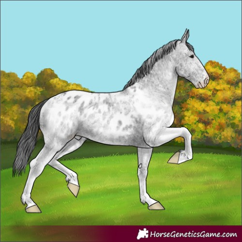 Horse Color:White Spotted Black Appaloosa 