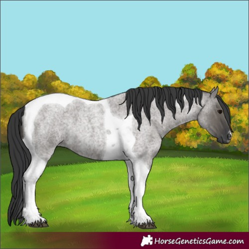 Horse Color:Grullo Roan Tobiano