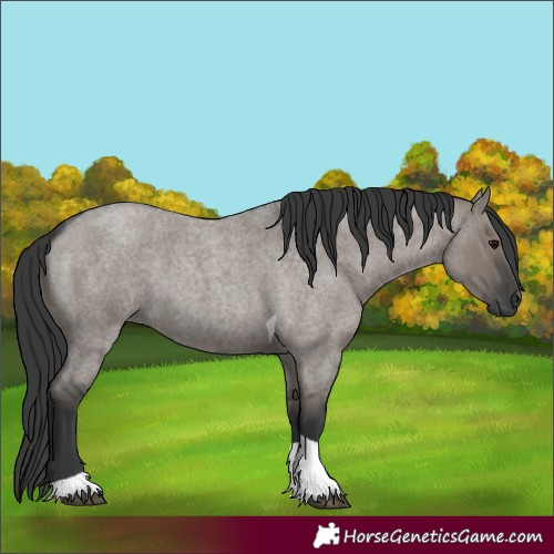 Horse Color:Grullo Roan Tobiano 