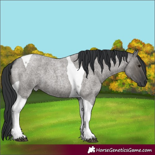 Horse Color:Grullo Roan Tobiano
