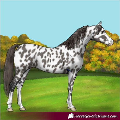 Horse Color:Grullo Appaloosa