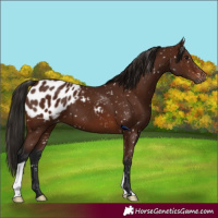 Horse Color:Gray Bay Appaloosa 