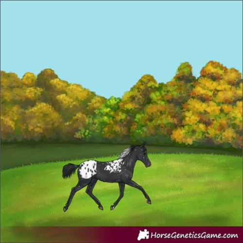 Horse Color:Black Skewed Appaloosa 