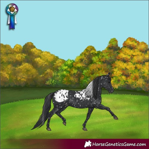 Horse Color:Black Skewed Appaloosa 