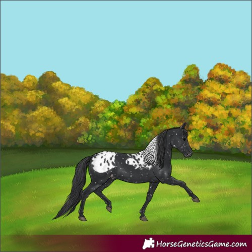 Horse Color:Black Skewed Appaloosa 