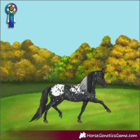 Horse Color:Black Skewed Appaloosa 