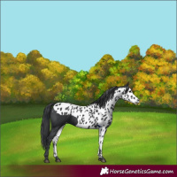 Horse Color:Black Skewed Appaloosa 