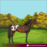 Horse Color:Bay Blanket