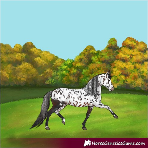 Horse Color:Brown Skewed Appaloosa 