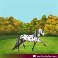 Horse Color:Brown Skewed Appaloosa