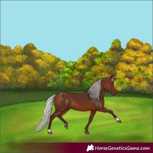 Horse Color:Silver Brown