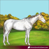 Horse Color:Amber Cream Champagne Sabino Tobiano Appaloosa and Amber Cream Champagne Sabino Tobiano Appaloosa