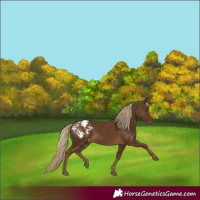 Horse Color:Chocolate Palomino Varnish 