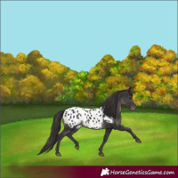 Horse Color:Smoky Black Appaloosa 