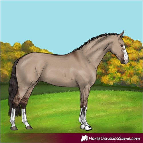 Horse Color:Liver Red Dun