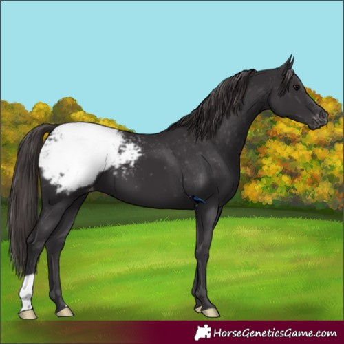 Horse Color:Smoky Black Appaloosa 