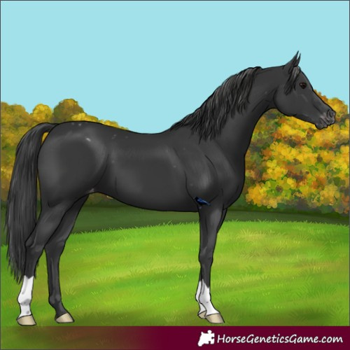 Horse Color:Black Appaloosa 
