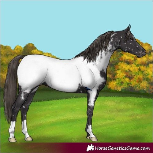 Horse Color:Smoky Black Appaloosa 