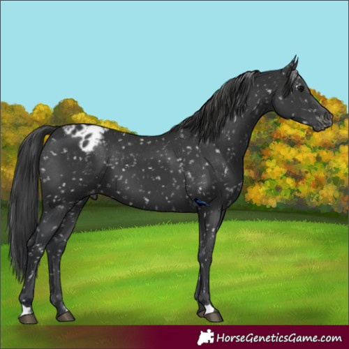 Horse Color:Black Appaloosa 